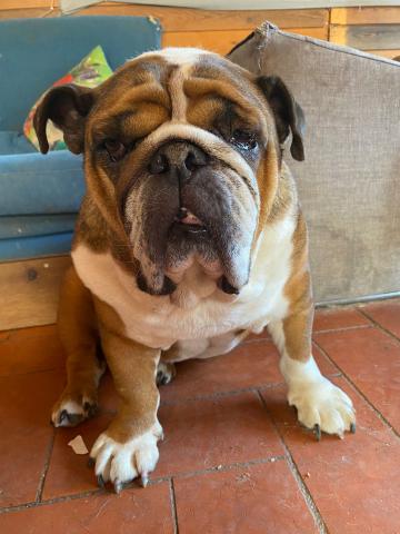 otto, boxer inglés con leismania